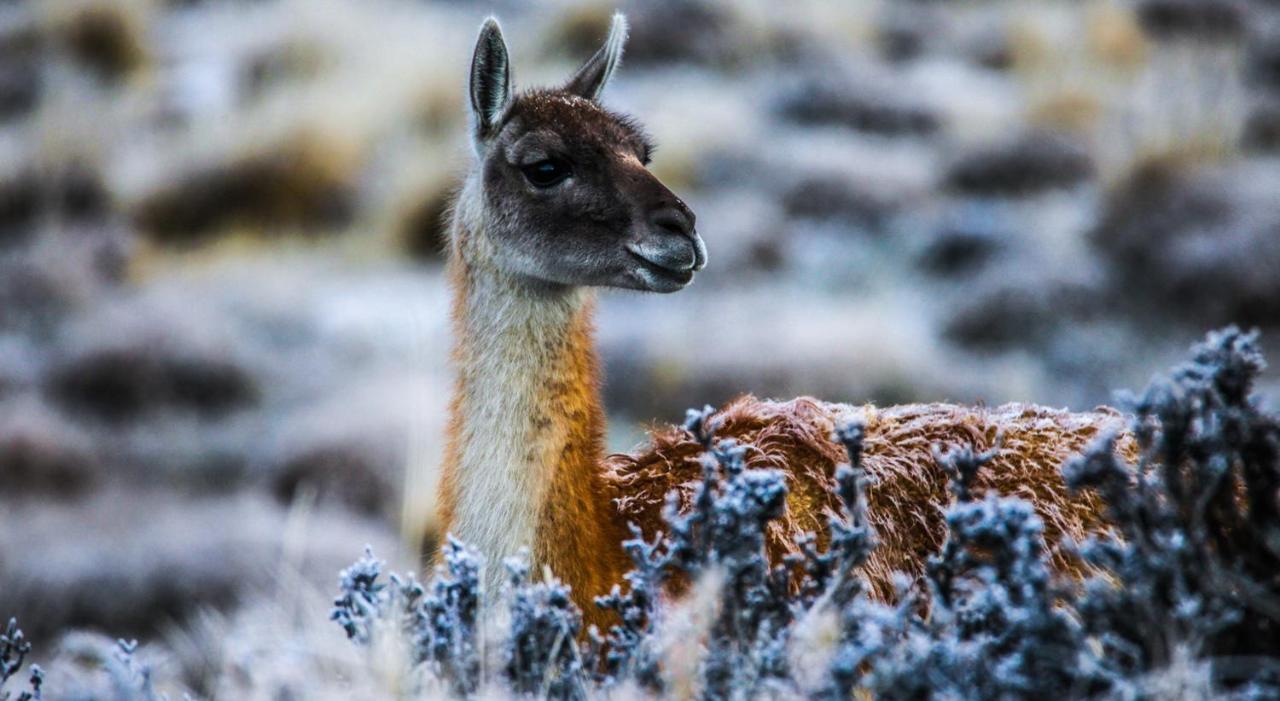 Rio Serrano Hotel + Spa Torres del Paine National Park Exterior photo